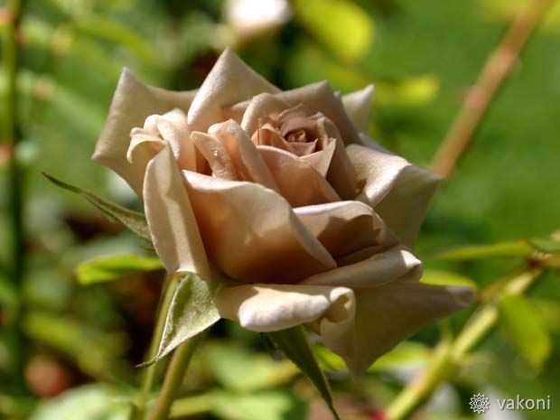 Декоративная вязаная роза