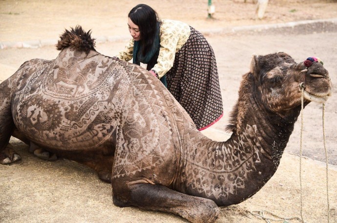 Художественная стрижка верблюдов как отдельный вид искусства