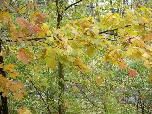 Как оскелетить листья