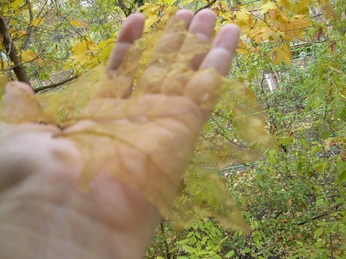 Как оскелетить листья