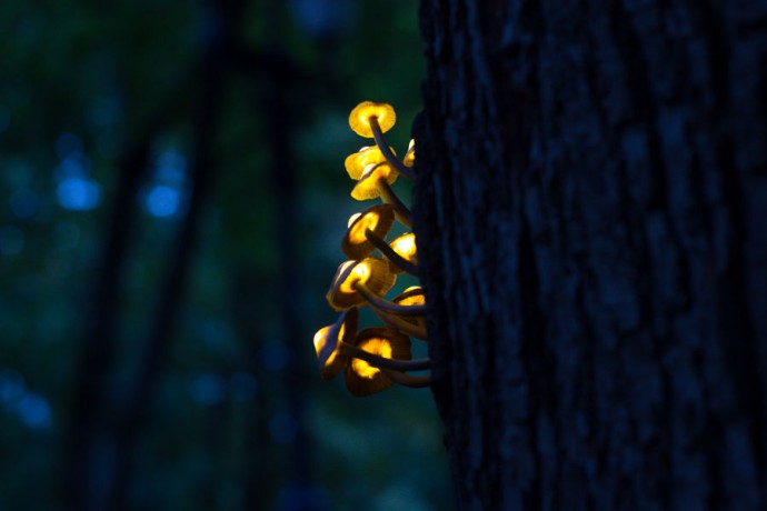 Волшебные светящиеся грибы: часть 4