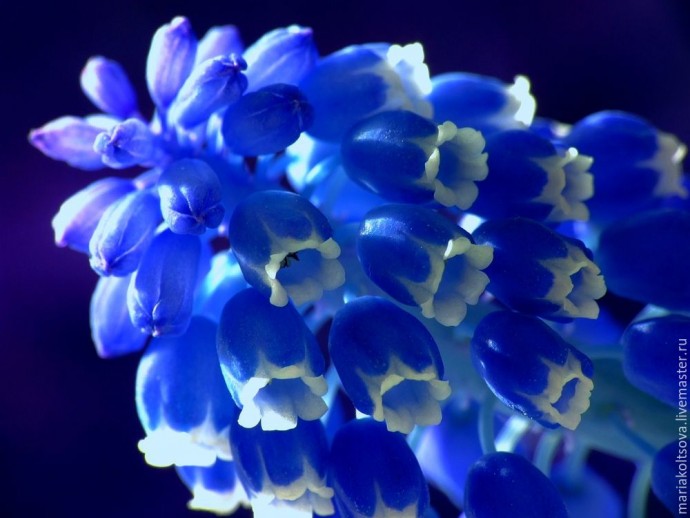 Мастер-класс по лепке мускарика (мышиного гиацинта) из полимерной глины: часть 1