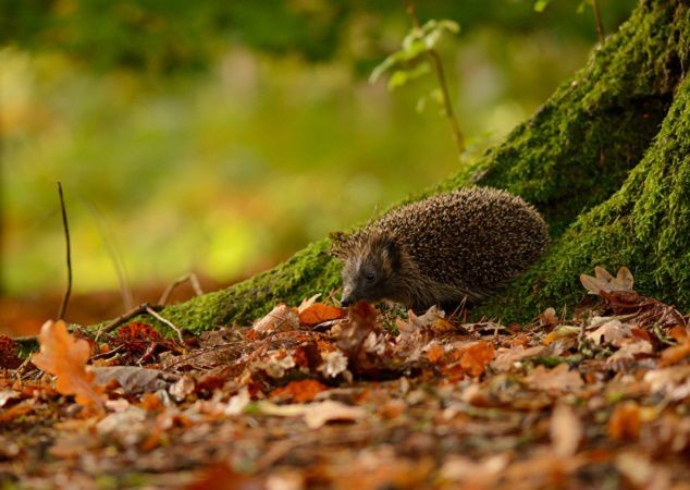 Арт-браслет "Осенний сюжет" в технике объемной вышивки: часть 1