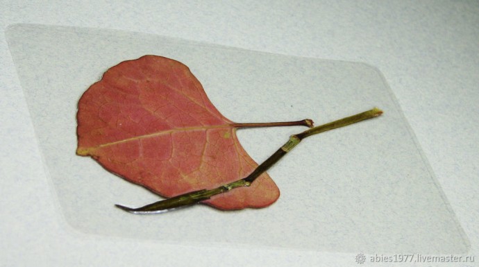 Как просто заламинировать гербарий: часть 4