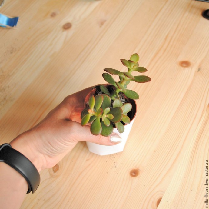 Как сделать свой собственный пляж-флорариум: часть 1