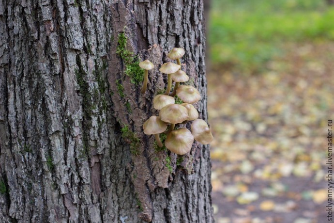 Волшебные светящиеся грибы: часть 6